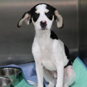 Ryder, Baby Male Mixed Breed