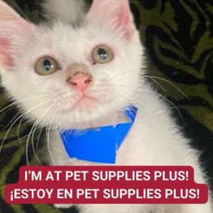 Scallop, Baby Male Domestic Short Hair