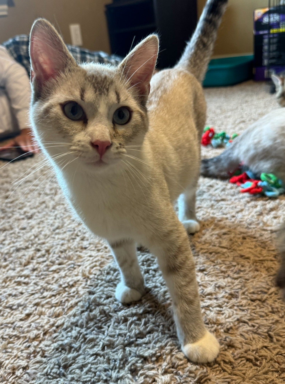 Polaris, an adoptable Birman, Domestic Short Hair in Edmond, OK, 73012 | Photo Image 1