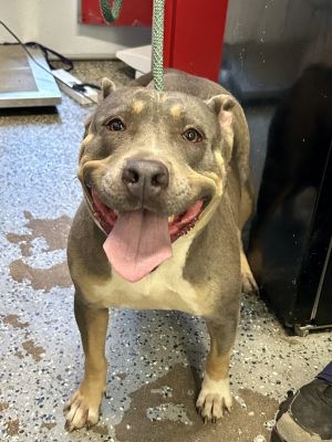 Sweet Girl, Adult Female Pit Bull Terrier