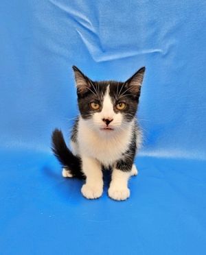 Kraken, Baby Male Domestic Short Hair