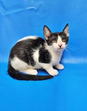 Cyclops, Baby Male Domestic Short Hair