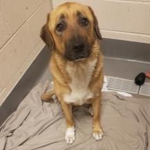 Princess, Adult Female Mixed Breed