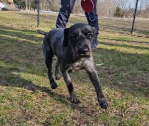 Kevin, Adult Male Miniature Poodle
