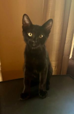 Memphis, Baby Male Domestic Short Hair