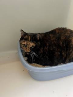 Nala, Senior Female Domestic Short Hair
