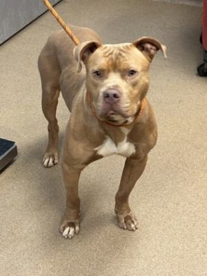 Robby Mixed Breed Dog
