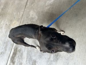 58845819, Adult Female Pit Bull Terrier