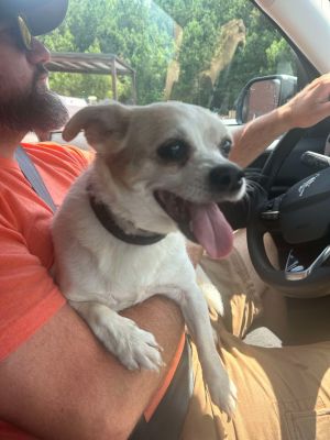 2025-06-320 *Henley*, Adult Female Chihuahua