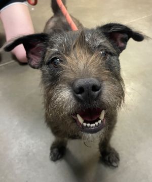 Jaxon (Jake), Adult Male Terrier