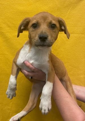 Snap, Baby Female Mixed Breed