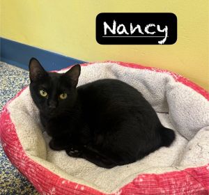 Nancy, Young Female Domestic Short Hair