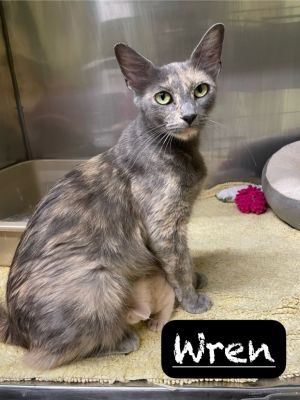 Wren, Young Female Domestic Short Hair