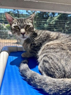 Primary Color Brown Tabby Weight 94lbs Age 2yrs 0mths 1wks Animal has been N