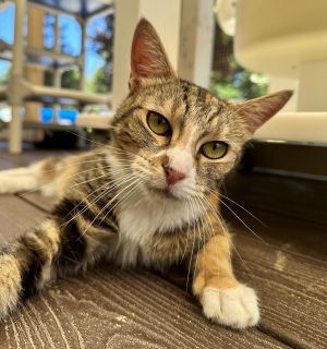 Primary Color Tabby Secondary Color Calico Weight 89lbs Age 2yrs 0mths 1wks