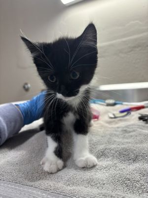 Rapunzel, Baby Female Domestic Short Hair