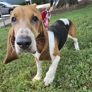 Charlotte, Adult Female Basset Hound