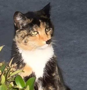 Cali, Adult Female unknown
