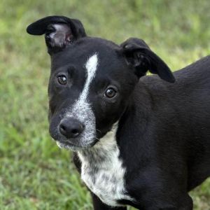 Carson, Adult Male Labrador Retriever
