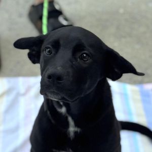Snowball, Baby Female Chocolate Labrador Retriever
