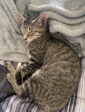 Toby, Young Male Tabby