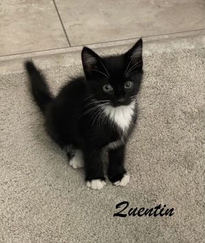 Quentin Domestic Short Hair Cat