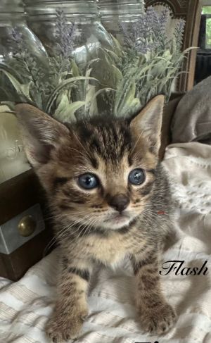 Flash Tabby Cat