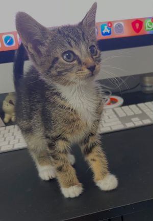 sib Queenie QuentinMeet Quincy - The Mighty Minnie Mouse of the Litter Quincy may be the tiniest 