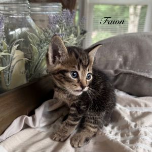 sib Felicia Flash Fletcher Fawn is the dainty daydreamer always chasing shadows and getting dist