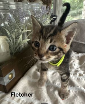 Fletcher Tabby Cat