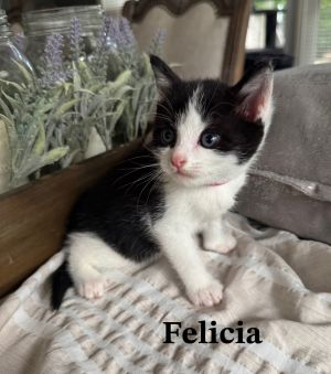 Felicia Domestic Short Hair Cat