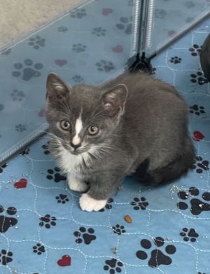 Queenie Domestic Short Hair Cat