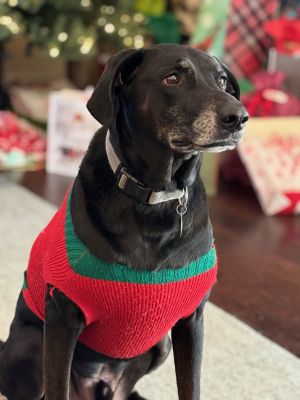 Strider (New Digs), Senior Male Black Labrador Retriever
