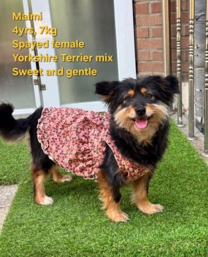 MAIMI, Young Female Yorkshire Terrier