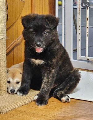 DEULKKAE, Baby Male Retriever