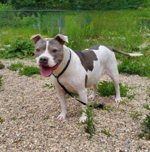 Chyna (6730), Senior Female Pit Bull Terrier