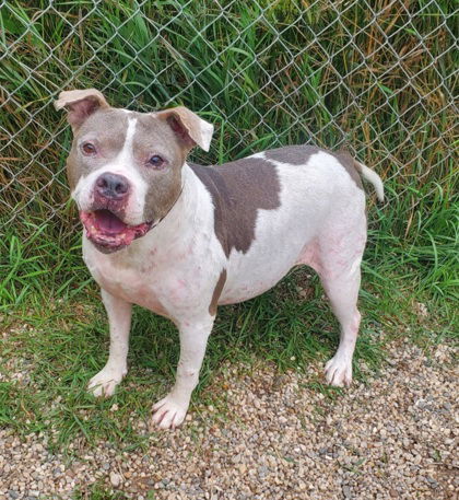 Chyna (6730), an adoptable Pit Bull Terrier in Lake City, MI, 49651 | Photo Image 1