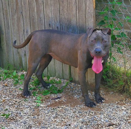 Ziva (6724), an adoptable Pit Bull Terrier in Lake City, MI, 49651 | Photo Image 1