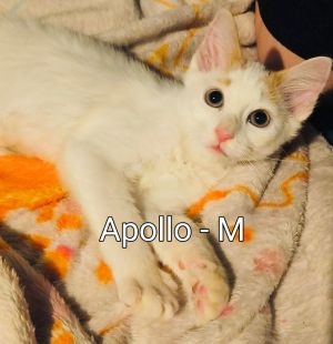 Apollo Kitten, Baby Male Domestic Long Hair