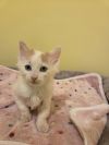 Apollo Kitten photo 2