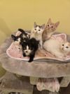Apollo Kitten photo 3