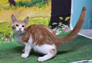 250753 Bakugo, Baby Male Domestic Short Hair