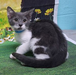 250753 Aizawa, Baby Male Domestic Short Hair