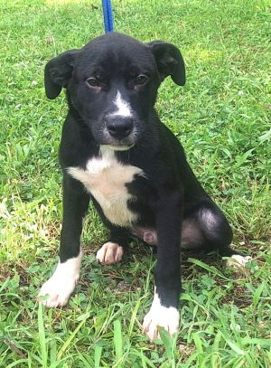 250702 Grasshopper, Baby Male Terrier