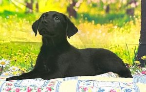 250944 Rocky, Baby Male Labrador Retriever