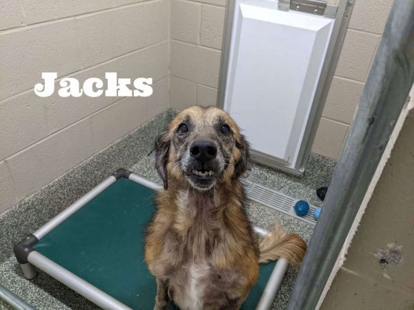 Jacks thumbnail 2