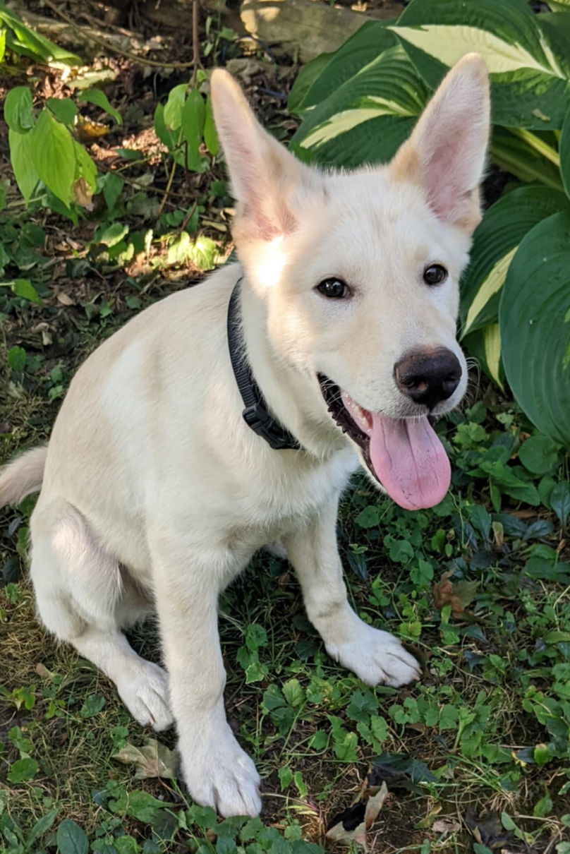 CARDAMOM, an adoptable Husky, Yellow Labrador Retriever in Minesing, ON, L9X 0C2 | Photo Image 2