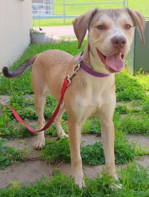 Dora, Baby Female Mixed Breed