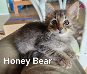 Honey Bear Domestic Medium Hair Cat