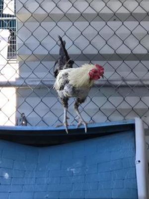 Tony, Young Male Chicken